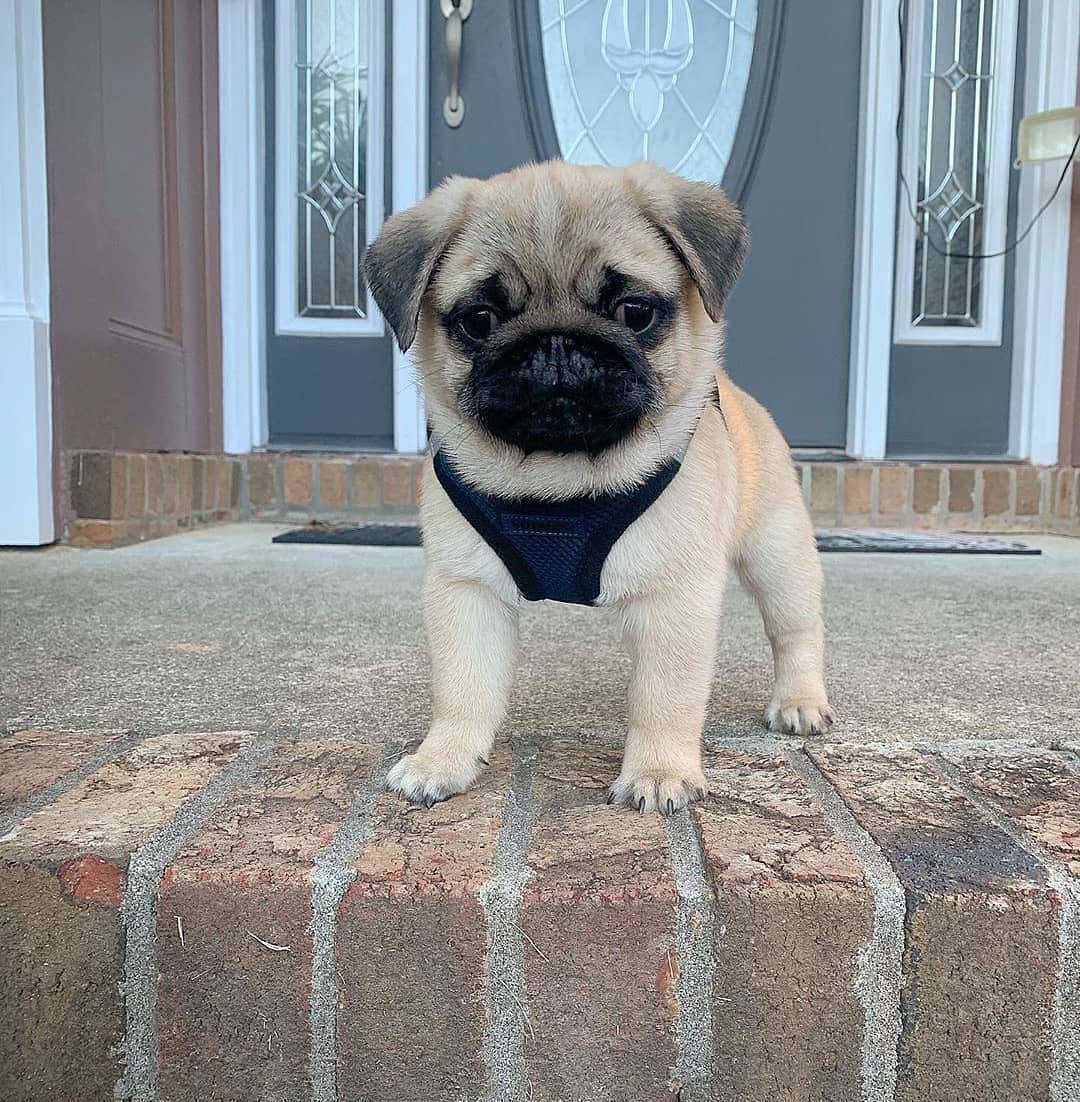 pug puppies for sale in michigan pug puppies for sale in michigan