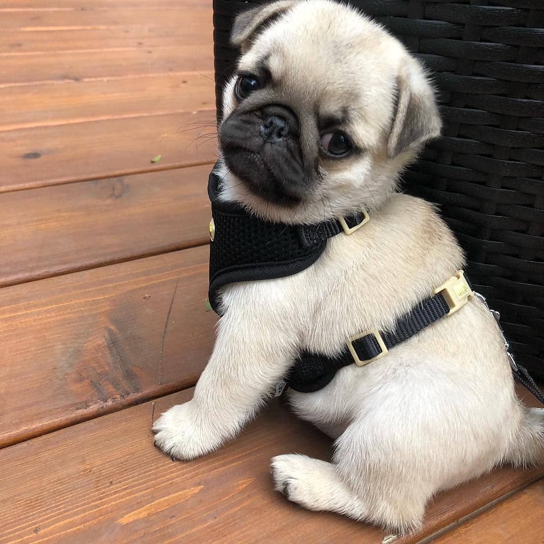 pug puppies for sale in michigan pug puppies for sale in michigan