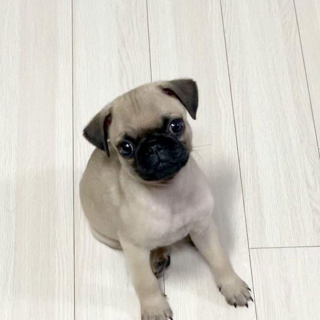 pug puppies for sale ohio pug puppies for sale ohio