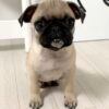 pug puppies for sale ohio