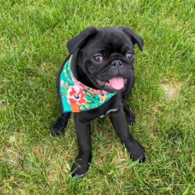 pug puppies for sale in florida