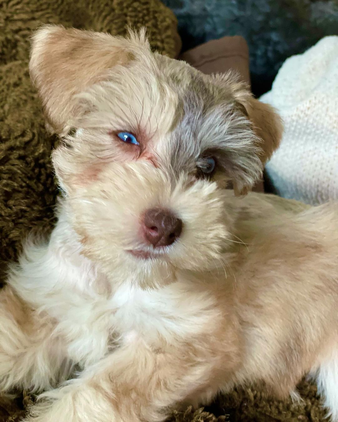 miniature schnauzer breeders miniature schnauzer breeders