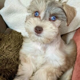 miniature schnauzer breeders miniature schnauzer breeders