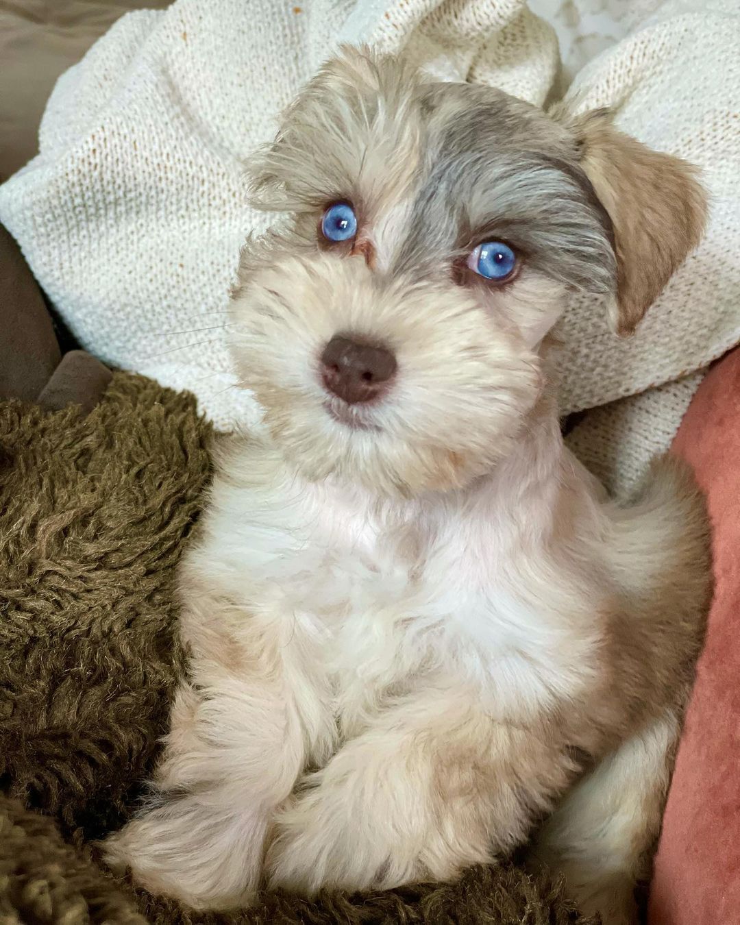 miniature schnauzer breeders miniature schnauzer breeders