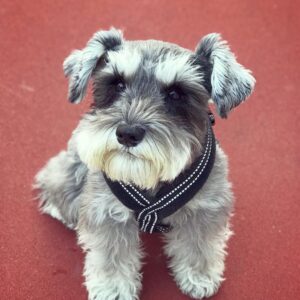 miniature schnauzers near me