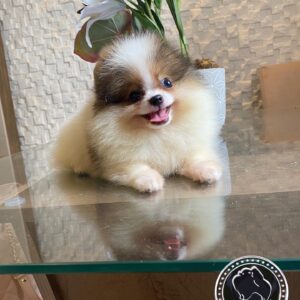 teacup Pomeranian puppies for sale $250