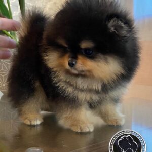 Pomeranian teacup puppies