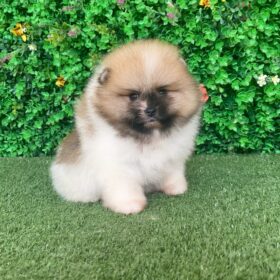 cute Pomeranian puppies cute Pomeranian puppies