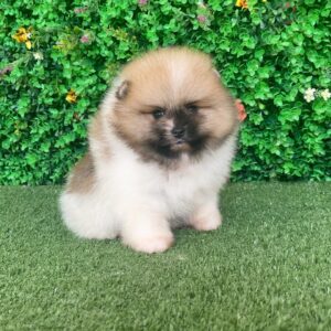 cute Pomeranian puppies