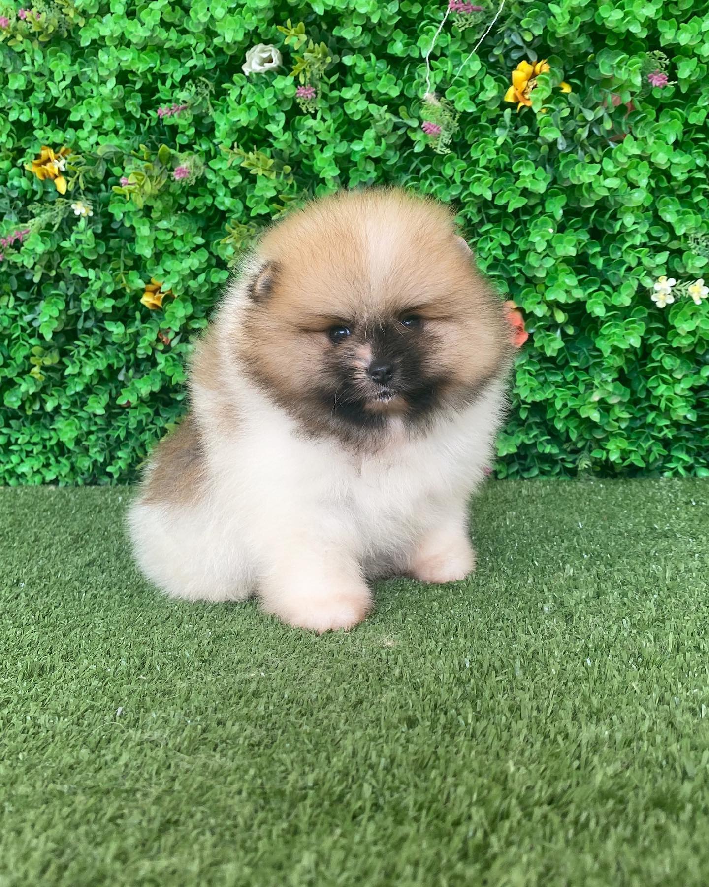 cute Pomeranian puppies cute Pomeranian puppies