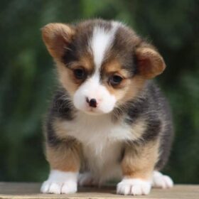 corgi puppies for sale Texas