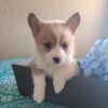 corgi puppies for sale Indiana
