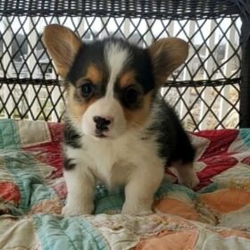 corgi puppies for sale NY
