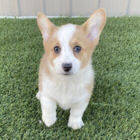 corgi puppies for sale los Angeles corgi puppies for sale los Angeles