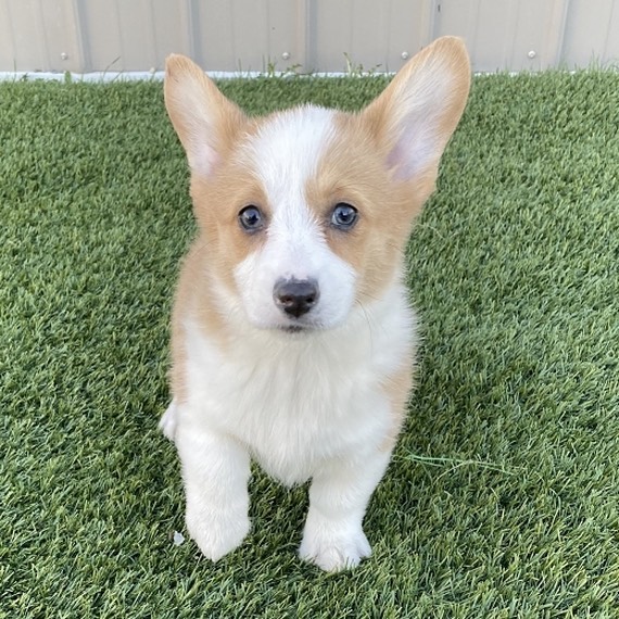 corgi puppies for sale los Angeles corgi puppies for sale los Angeles