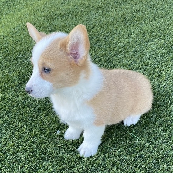 corgi puppies for sale los Angeles corgi puppies for sale los Angeles