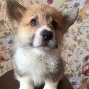 pembroke welsh corgi puppies for sale
