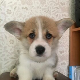 corgi puppies for sale under $300