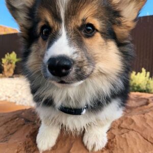 corgi puppies for sale under $500