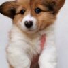 corgi puppies for sale california