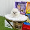 Teddy bear Pomeranian puppies for sale near me