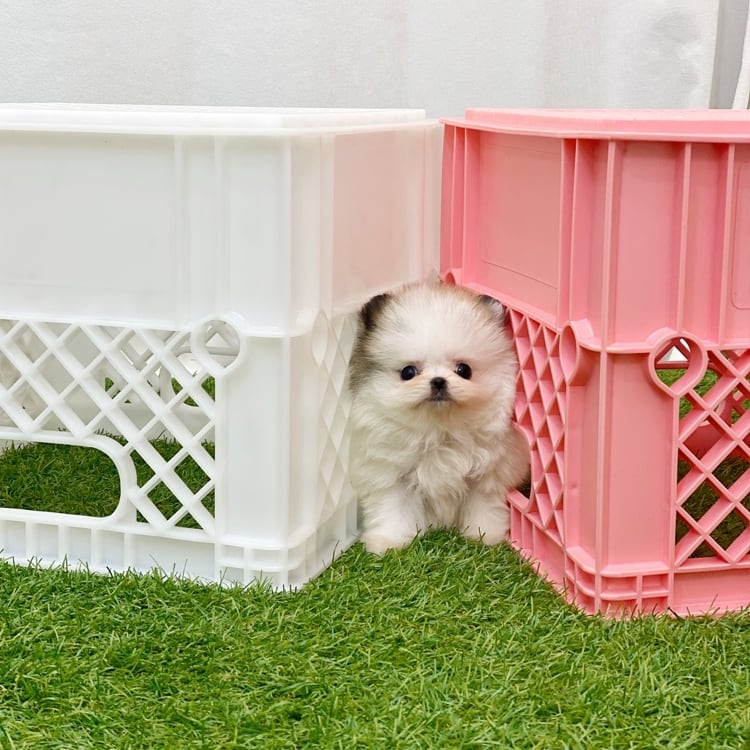 white Pomeranian puppies for sale white Pomeranian puppies for sale