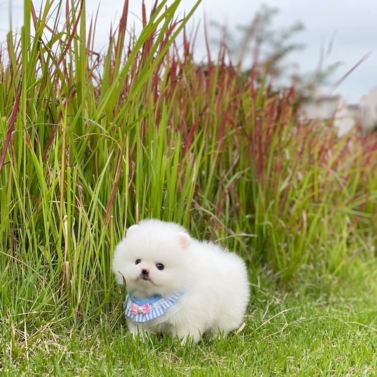 Teacup Pomeranian puppies for sale Teacup Pomeranian puppies for sale