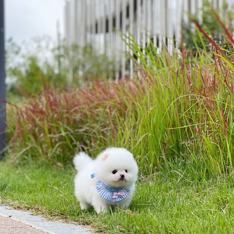 Teacup Pomeranian puppies for sale Teacup Pomeranian puppies for sale