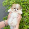 pomeranian puppies price