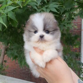 Pomeranian puppies for adoption Pomeranian puppies for adoption