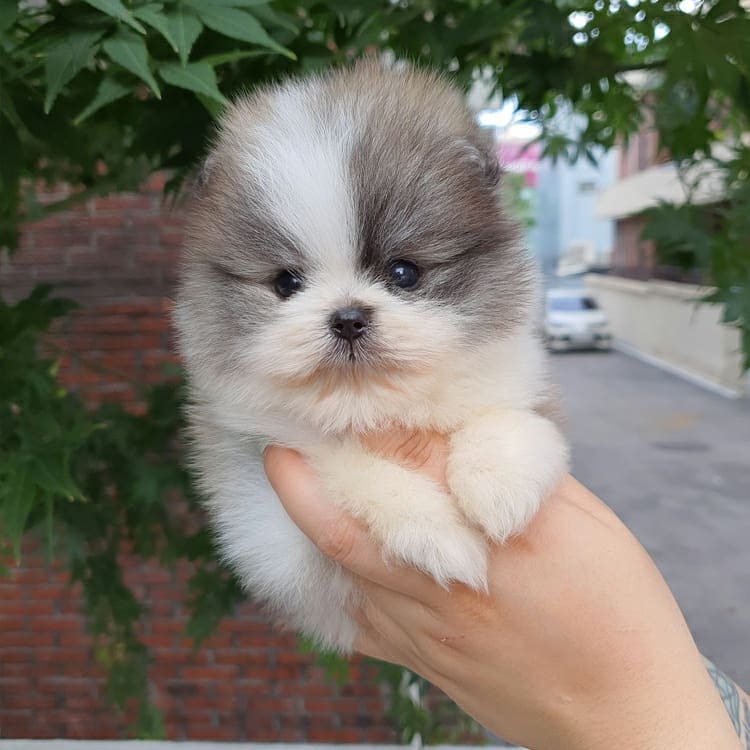 Pomeranian puppies for adoption Pomeranian puppies for adoption