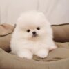 teacup pomeranian puppies for sale $500