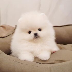 teacup pomeranian puppies for sale $500