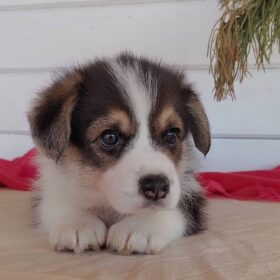corgi puppies for sale near me