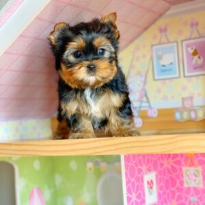 teacup yorkie for sale