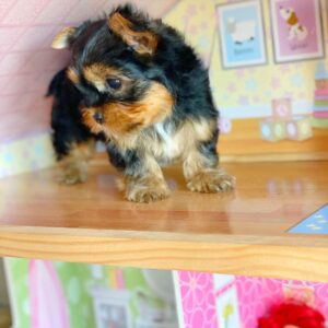 teacup yorkie for sale