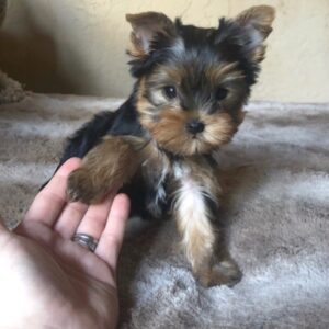 yorkie breeders near me