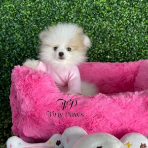 white teacup pomeranian for sale near me