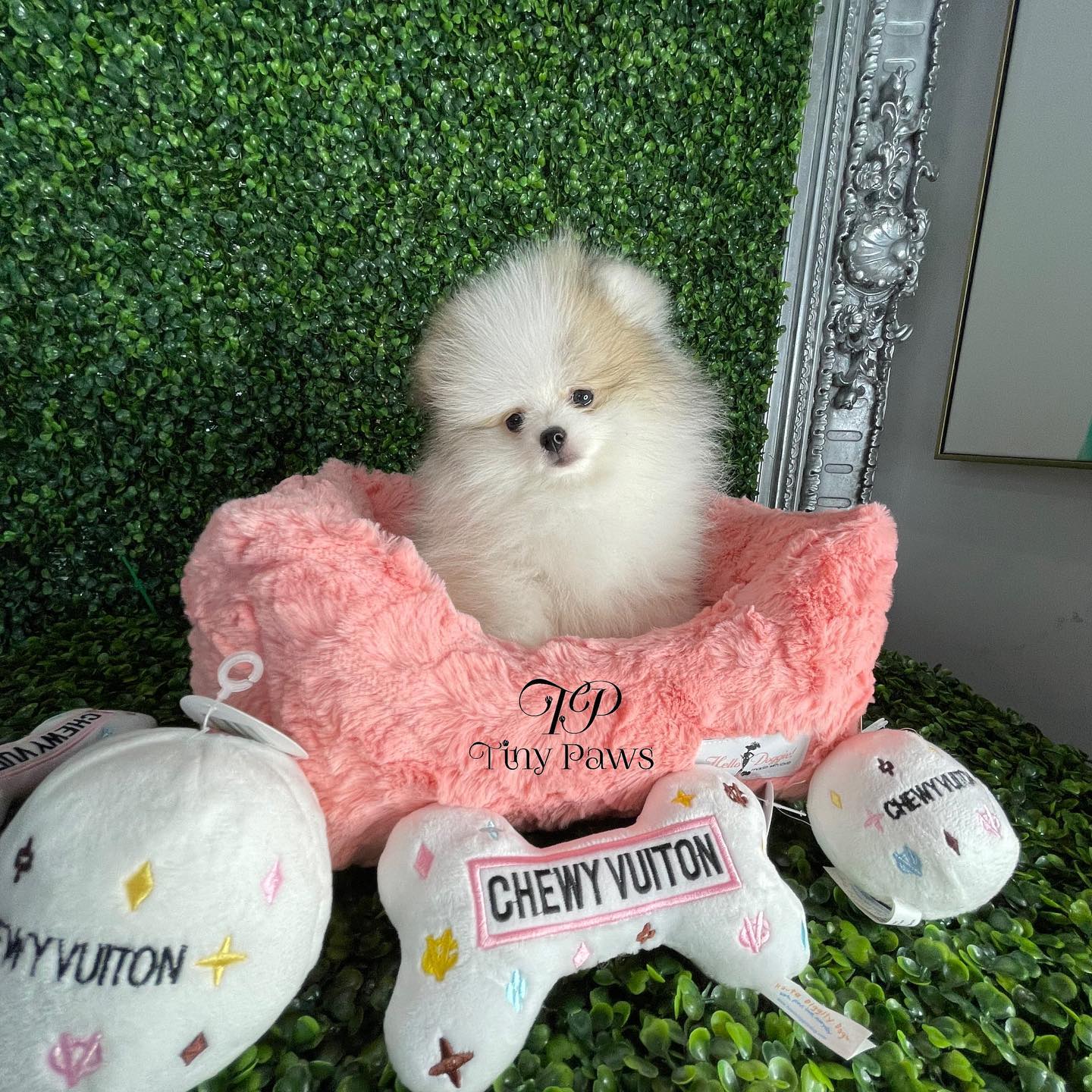 white teacup pomeranian for sale near me white teacup pomeranian for sale near me