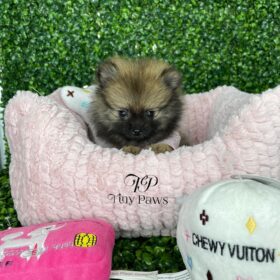 teacup Pomeranian for sale near me