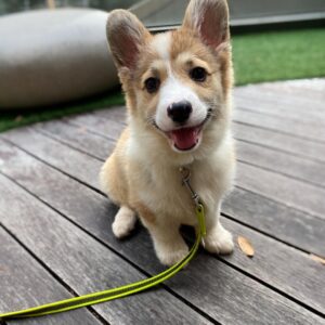 corgi puppies for sale in Ohio