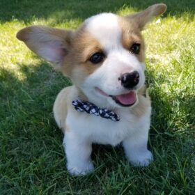 corgi puppies for sale Massachusetts