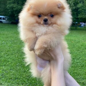 Pomeranian puppies for sale $250