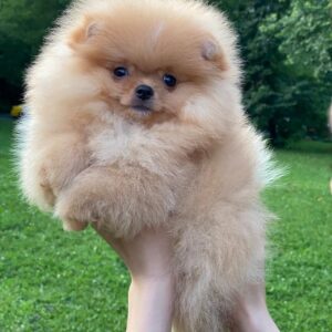 Pomeranian puppies for sale $250