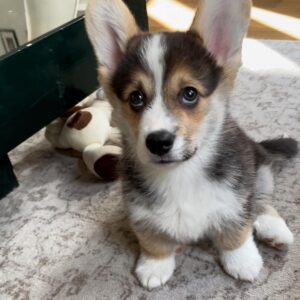corgi breeders Illinois