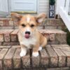 Pembroke welsh corgi puppies for sale near me