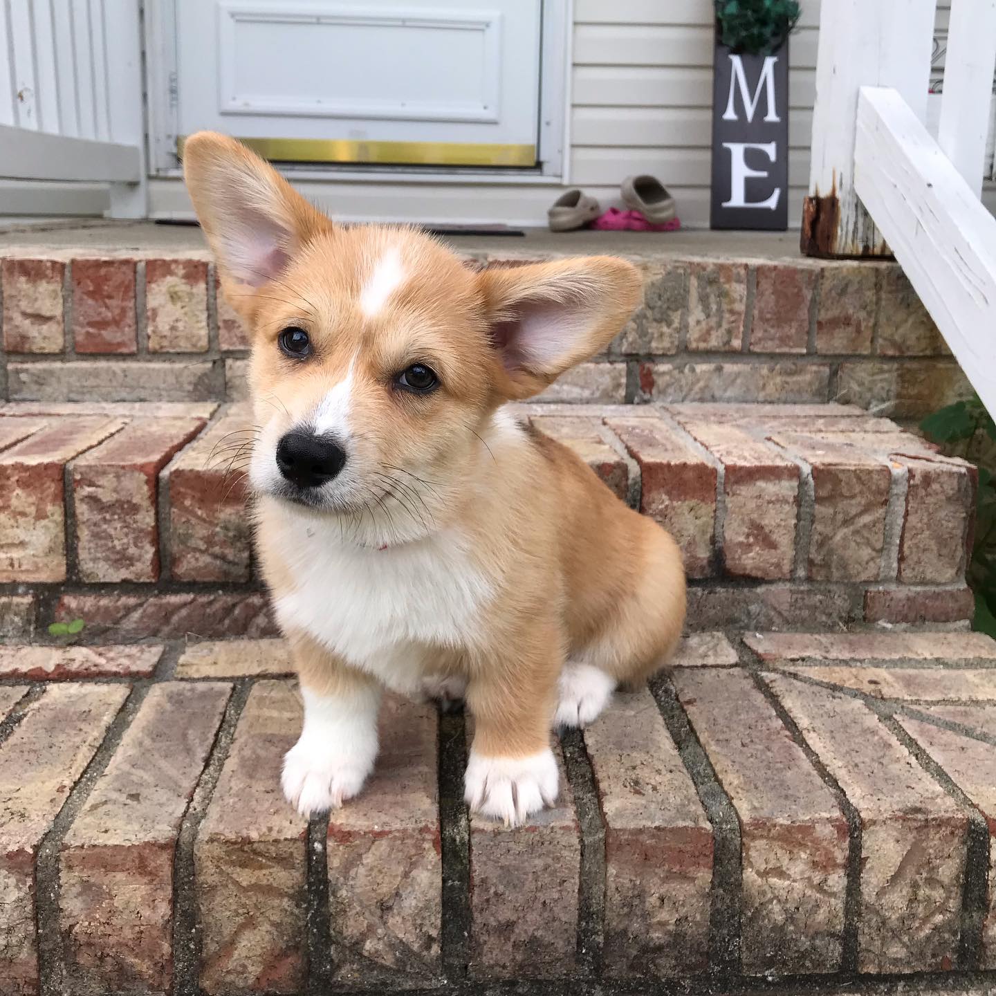 Pembroke welsh corgi puppies for sale near me Pembroke welsh corgi puppies for sale near me