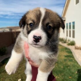 cheap corgi puppies for sale