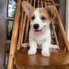 red Pembroke welsh corgi for sale