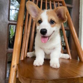red Pembroke welsh corgi for sale
